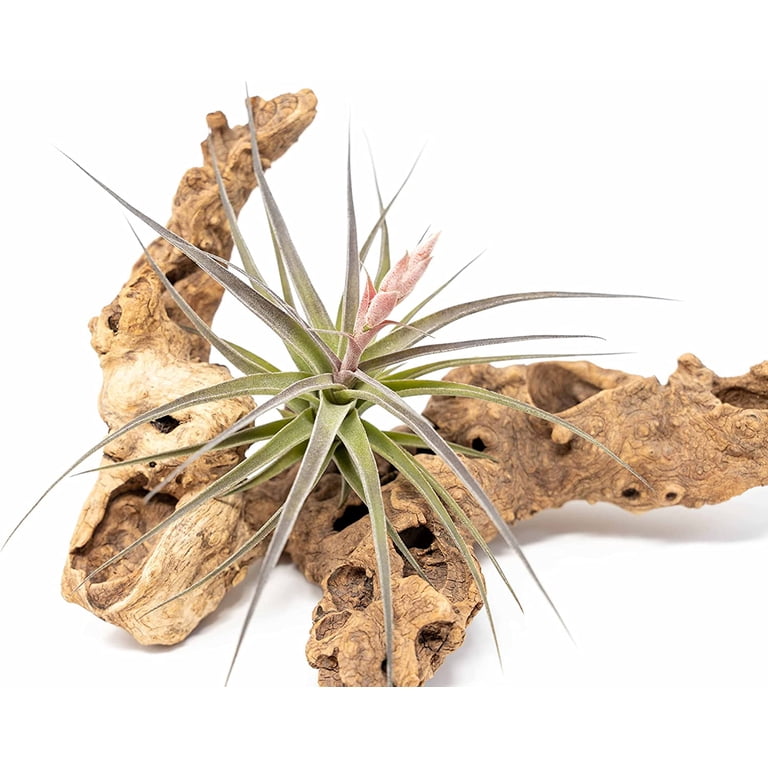 Air plant Shop Tillandsia Murorum Air Plant- Wholesale and Bulk - Succulents - Live Tillandsia - Easy Care Indoor and Outdoor House Plants (Pack of 3)