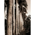 thumbnail image 3 of Blue, Cyril 15x18 Black Modern Framed Museum Art Print Titled - King Palms, Mauritius, 3 of 5