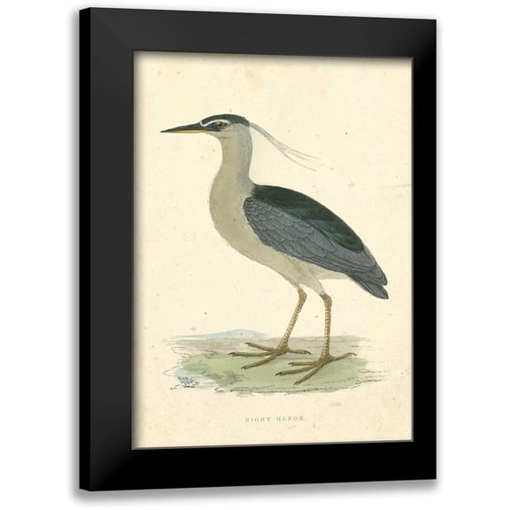 Morris 11x14 Black Modern Framed Museum Art Print Titled - Vintage Night Heron