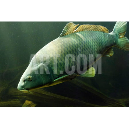 Underwater Photo Big Carp (Cyprinus Carpio) In Bolevak Pond - Famous Anglig And Diving Place Print Wall Art By (Best Place To Print Quality Photos)