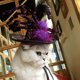 thumbnail image 1 of Disfraz de Halloween Perro Gato Sombrero Clásico de Halloween Colco, 1 of 8