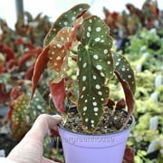 Begonia Maculata, Polka Dot Begonia - Pot Size: 3.5 - Shade Plants