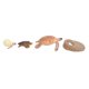 thumbnail image 4 of Modelo de simulación de animales, animales marinos, ciclo de vida, modelo cognitivo, juguete científico para niños, 2423, 4 of 9