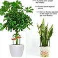 thumbnail image 4 of Small Plant Pots Support Net for Climbing Vegetables & Flowers, 25x14.5cm Plastic Trellis for Small Flower Pots, 4 of 5
