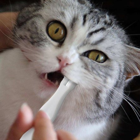 Brosse A Dents Pour Animaux De Compagnie En Plastique Souple 5pcs Brosse A Dents Pour Chien A Double Tete Brosse A Dents De Chat Walmart Canada