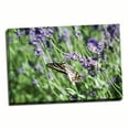 thumbnail image 1 of Gango Home Decor Lavender & Butterfly I by Dana Styber (Ready to Hang); One 36x24in Hand-Stretched Canvas, 1 of 4