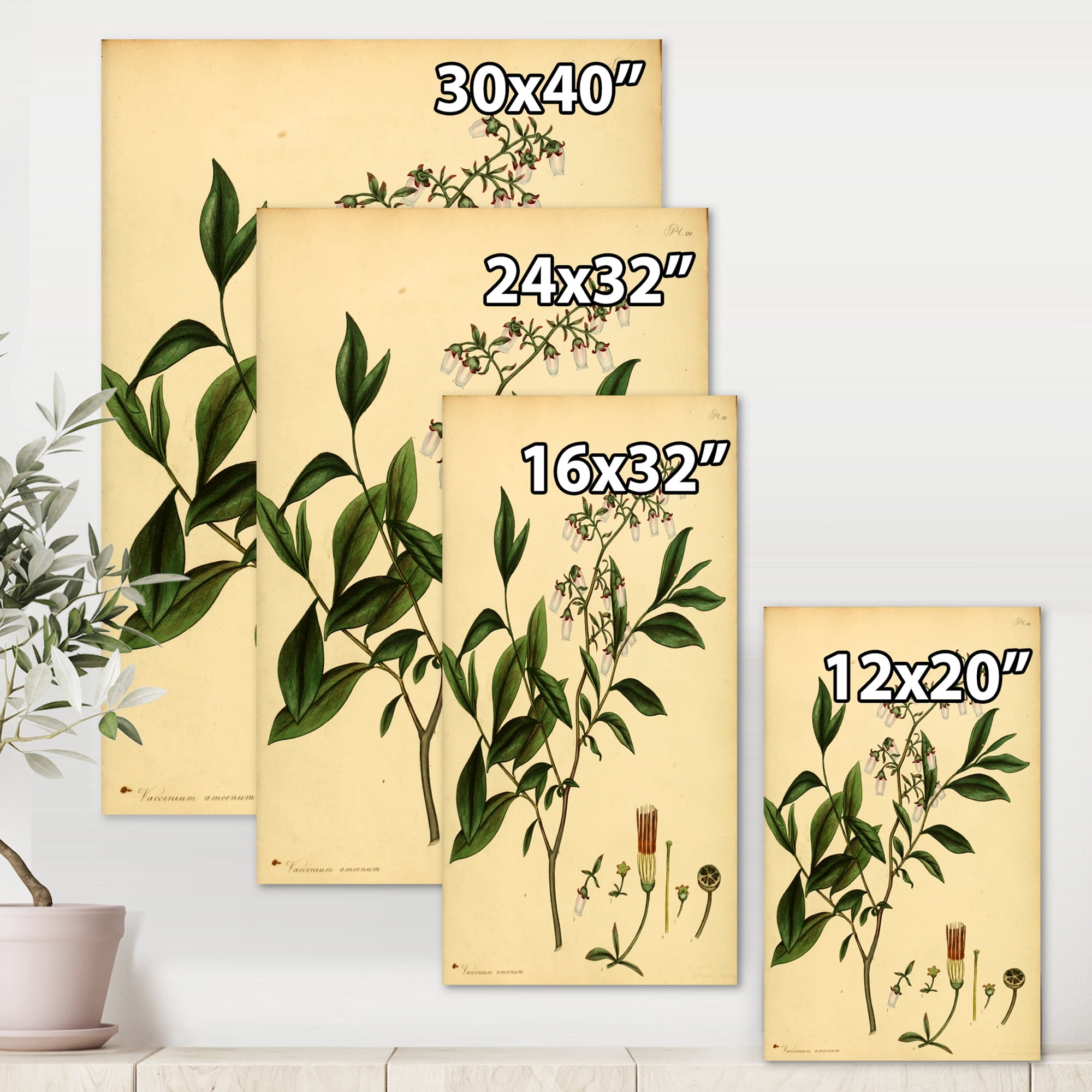 Designart ' Ancient Plant Life V ' Traditional Canvas Wall Art Print