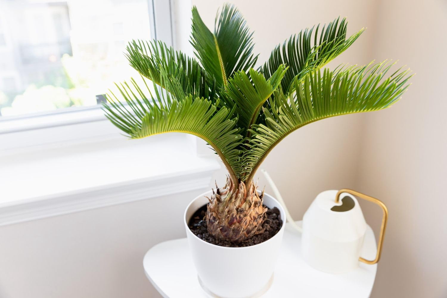 🌿 Gardenera Labs Sogo Palm Plant Potting Mix - Proven Formula for Thriving Sogo Palm - Enhances Elegance and Vigorous Growth - 3 QUART