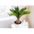 thumbnail image 2 of Premium SOGO Palm Plant Soil Mix by Gardenera Labs - Stimulate Growth and Elevate Exquisite Beauty with Nourishing Formula - 5 Quart, 2 of 3