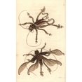thumbnail image 2 of Schizodactylus Monstrosus Cricket Poster Print By ® Florilegius Mary Evans (24 X 36), 2 of 4