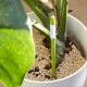 thumbnail image 2 of 5 pc Plant Soil Moisture Sensor,House Plant Soil Moisture Meter, 2 of 4