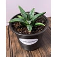 thumbnail image 7 of MicroStarts Live King Ferdinand Agave Succulent Plant in 4 inch pot, 7 of 7