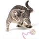 thumbnail image 4 of Juguete interactivo para gatos con cuerdas y hilo para jugar y hacer ejercicio en interiores, 4 of 5