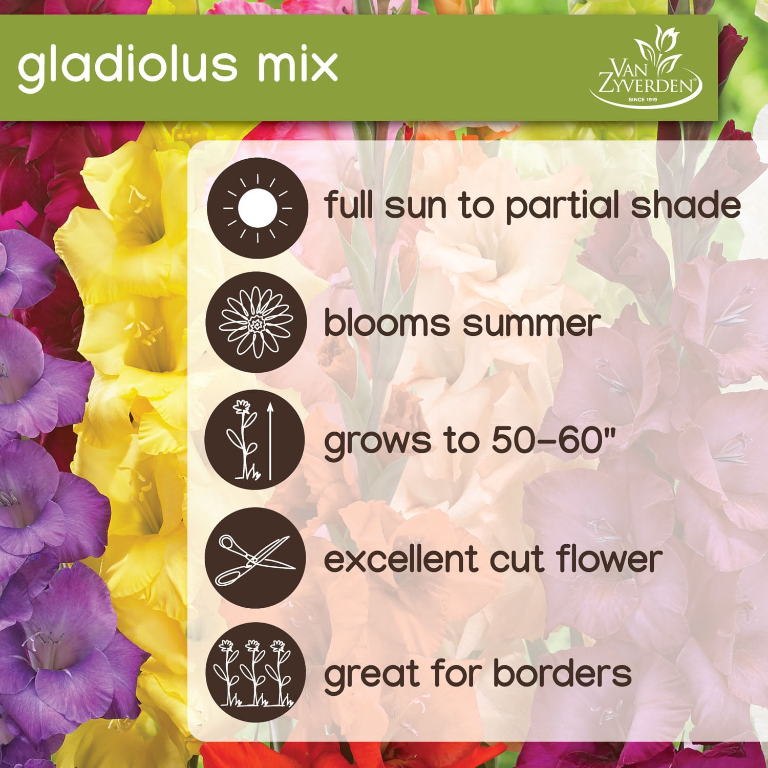 Expert Gardener Gladiolus Mix Set Of 8 Dormant Bulbs Multi-Color Annual