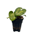 thumbnail image 3 of Panda Face Ling Ling Ginger - Asarum Maximum - Wildflower - 2.5" Pot, 3 of 4