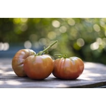 SEED PACK = = 20 Seeds - Vintage Wine Heirloom Tomato Seed- Beefsteak variety -Beautiful Color- Sweet Taste _ Serendipity Seeds