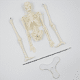 thumbnail image 2 of 3X 45CM Human Anatomical Anatomy Skeleton Model Poster Learn Aid Anatomy Human Skeletal Model, 2 of 6