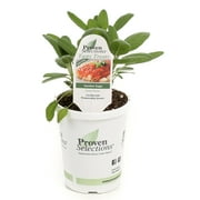Proven Winners 4-Pack, 4.25 in. Grande Proven Selections Garden Sage, Live Plant, Herb