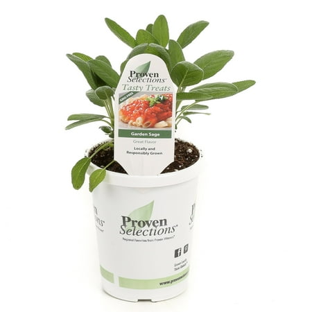 Proven Winners 4-Pack, 4.25 in. Grande Proven Selections Garden Sage, Live Plant, Herb