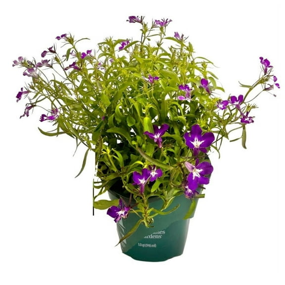 Better Homes & Gardens Archangel Blue Angelonia Plant, Outdoor Plants & Garden Flowers, 1 Qt Pot, Full Sun