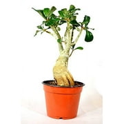 9GreenBox - Adenium Desert ROSE Miss Beauty House Plant Bonsai