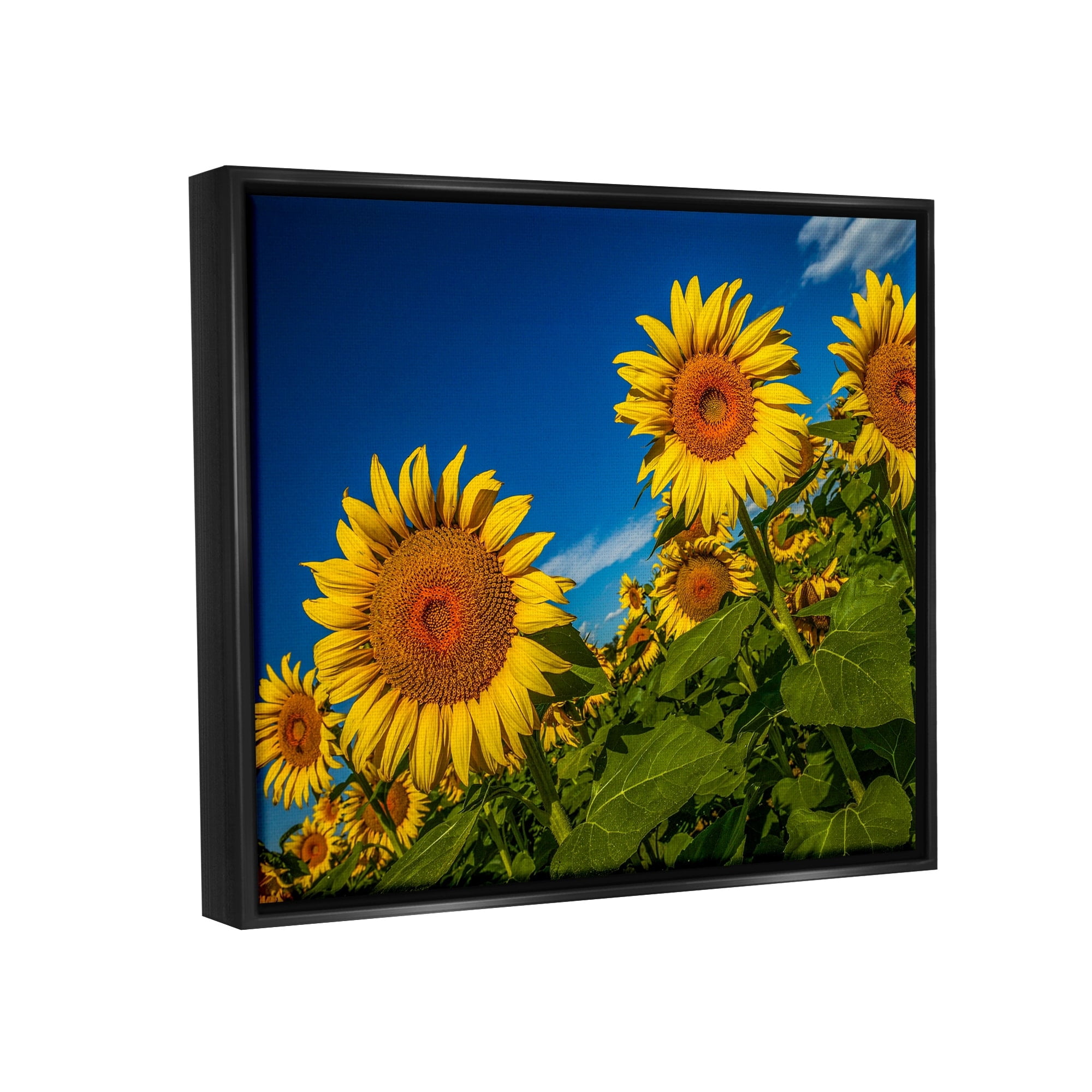 Stupell Industries Gorgeous Sunflower Field Summery Blue Clouds Sky Photograph Jet Black Floating Framed Canvas Print Wall Art, Design by Steve Smith