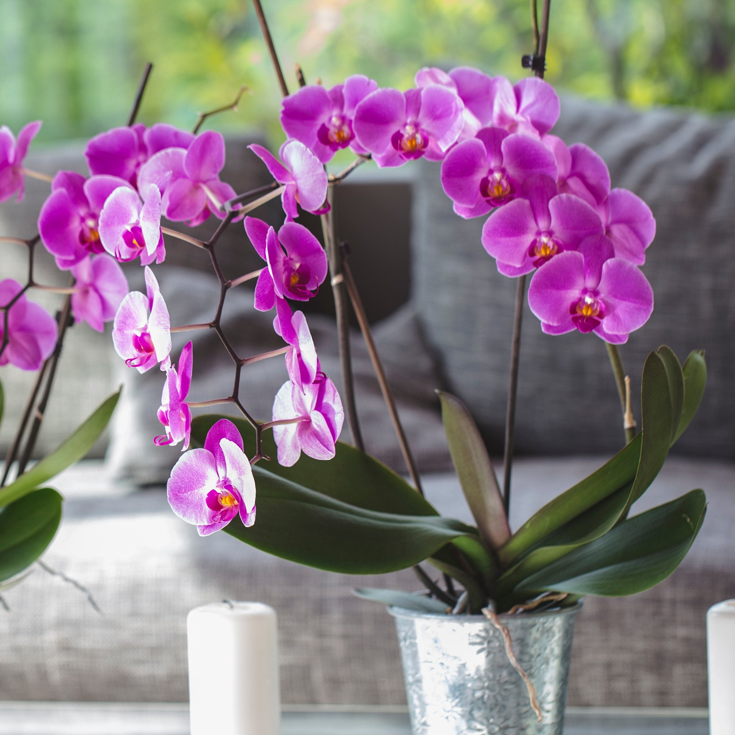 5 in. Superior Multi-Stem Vivid Purple Phalaenopsis Orchid in Luxe Designer Ceramic Planter