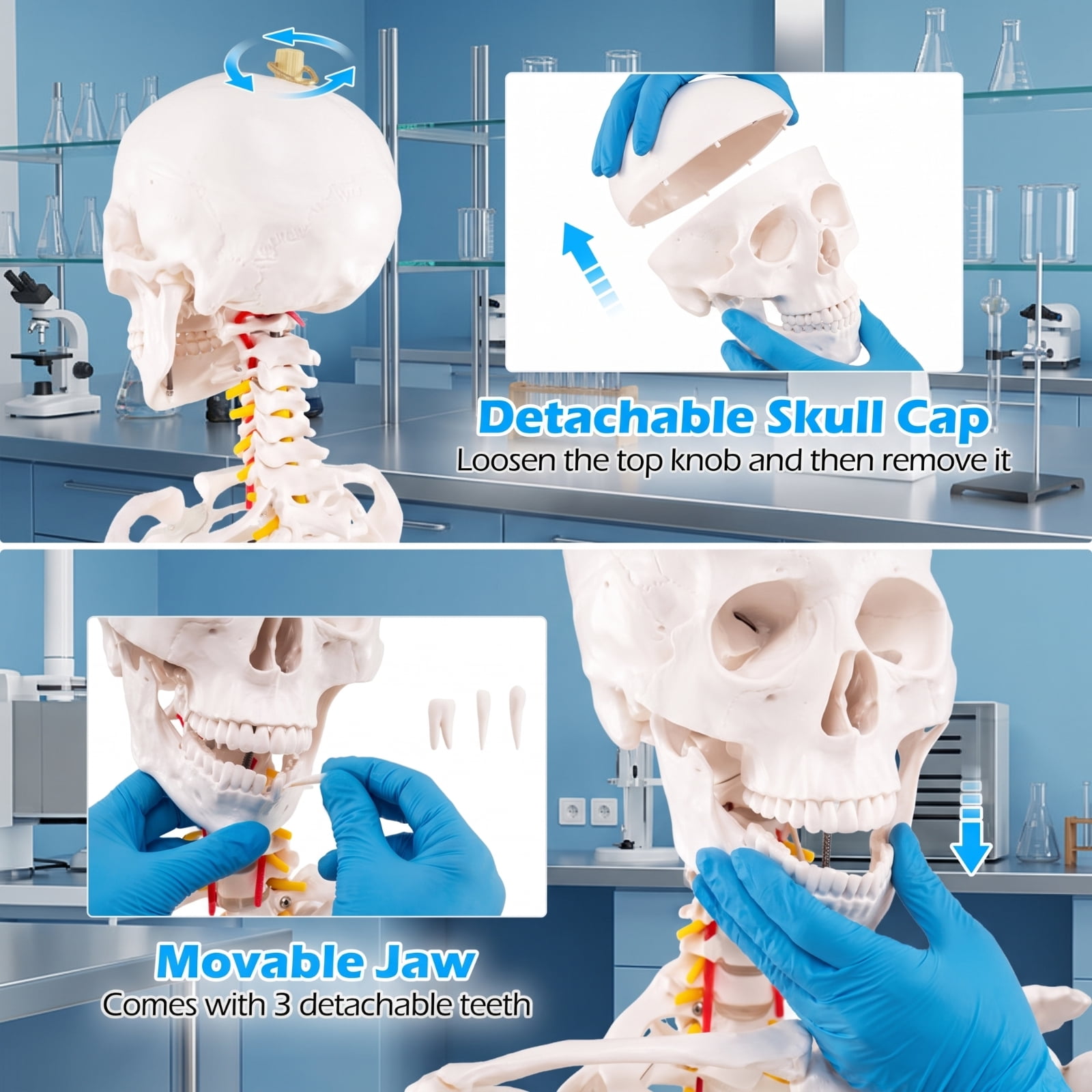 SUGIFT 70.8 Inch Life Size Human Skeleton Model for Anatomy with Removable Skull Cap Movable Jaw Extractable Teeth and 5 Claw Rolling Metal Base for Classroom