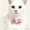 Pink/M, variant on HOARBOEG Princess Style Pet Pearl Bow Choker Necklace for Small Dogs Cats, Adjustable Pet Collar with Faux Pearls for Birthday Party Photoshoot, Elegant Pet Fashion Accessory Gift for Pet Owners