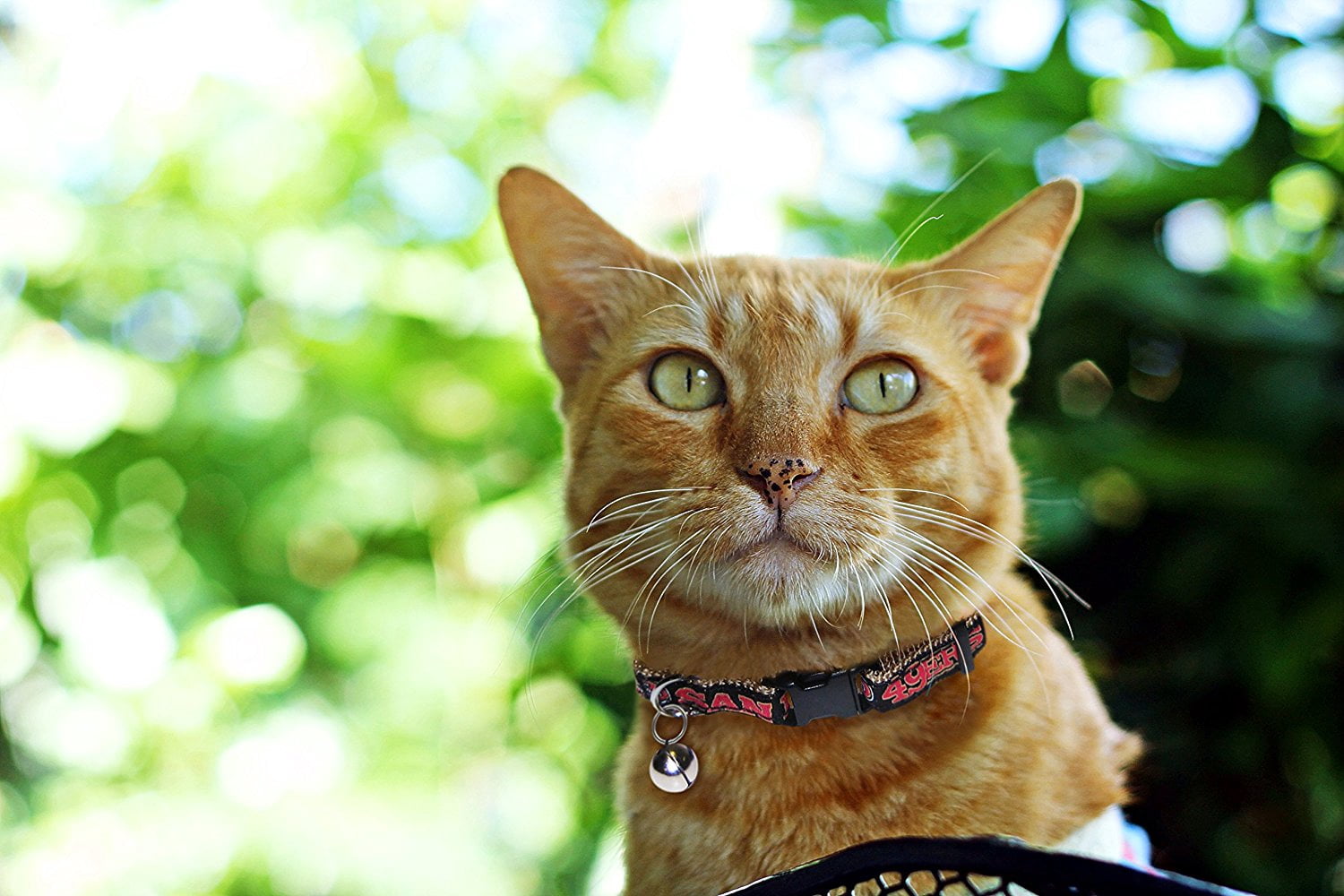 Pets First NFL San Francisco 49ers Cat Collar