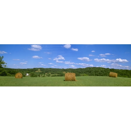 Agriculture Dried Round Grass Hay Bales In The Field With A Barn