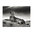 thumbnail image 3 of Tiptophomedecor Animal Wallpaper Wall Mural - Black And White Lioness, 3 of 4