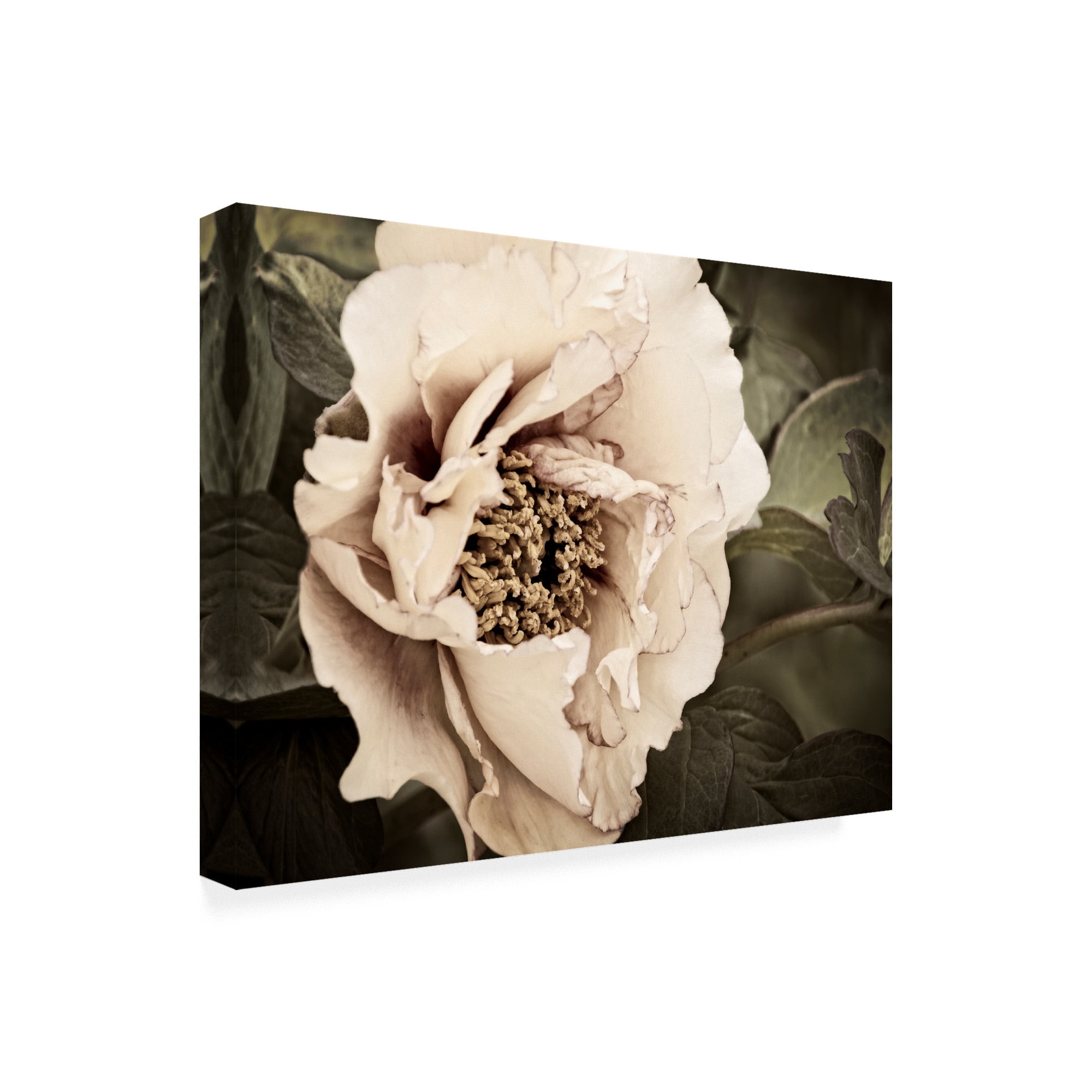 Trademark Fine Art 'Golden Era Peony I' Canvas Art by Rachel Perry