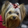 thumbnail image 3 of 10/Accesorios para perros de aseo mascotas, Accesorios de Cachorros Accesorios para Gatos Horquilla de Mascotas, Maestra de Fiesta de Cumpeados para Caminar al Aire Libre., 3 of 7