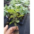 thumbnail image 3 of Set 2 Arapaho Thornless Blackberry Plants 4-7" Tall for Planting, Blackberry Bush Tree, Thornless Black Berry Plant, Sweet Fruit Plant for Garden, 3 of 4
