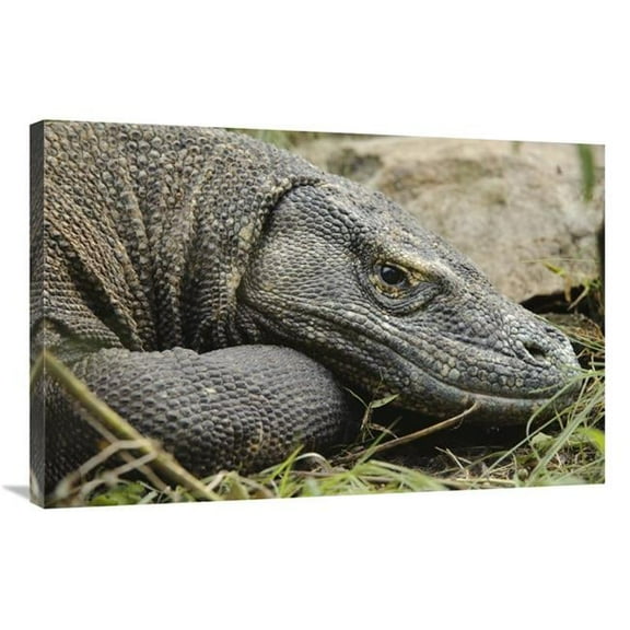 24 x 36 in. Komodo Dragon, Nusa Tenggara, Indonesia Art Print - Chien Lee