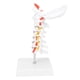 thumbnail image 3 of Modelo De Vértebra Cervical, Nervios Modelo Anatómico Enseñanza De Ciencias Estudio En El Aula Exhibición Réplica De Anatomía Corporal Modelo Médico Para Ciencia Para, 3 of 7