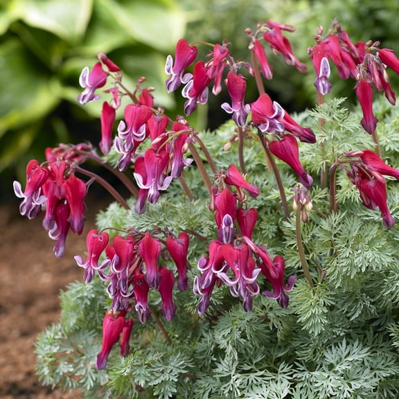 Van Zyverden Bleeding Hearts Fire Island PP Set of 1 Plant Root Red Full Sun Flowering 1 lb