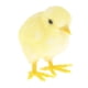 thumbnail image 4 of Decoración de pollito artificial - Estatuilla de pollo de pollito amarillo para decoración del hogar , 3 Big Chick, 4 of 7