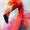 Vibrant Flamingo, variant on Qisvanset Gourmet Club Sandwich Canvas Wall Art 15.75x11.81 INCHES
