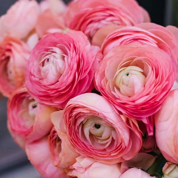 Pink Tecolote® Ranunculus Flower Bulbs - 15 Bulbs per Pack - Grows Well in Containers - Good as Cut Flowers - Deer Resistant - Live Outdoor Garden