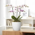 thumbnail image 4 of Wliror 8 Inch White Ceramic Plant Pot - Medium Round Planter with Drainage for Snake Plant Pothos, Modern Flower Pot for Indoor Outdoor Home Garden, 4 of 7