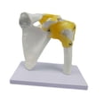 thumbnail image 1 of Bunblic Human Joint Model Realistic Teaching Tool,Educational,Medical,Lightweight,Scientific Skeleton Model for Display Study Science Shoulder, 1 of 8