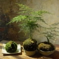 thumbnail image 3 of Moss Ball Planter, Natural Kokedama Plant Holder for Home Decor, 3 of 8