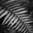 thumbnail image 2 of Phillip, Jamie 26x26 Black Ornate Wood Framed with Double Matting Museum Art Print Titled - Night Fall Fern, 2 of 4