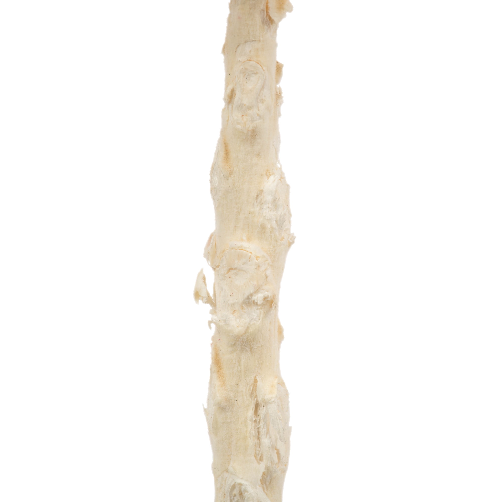 Vickerman 8" flower Bleached Queen Flower, 1 stem, Dried