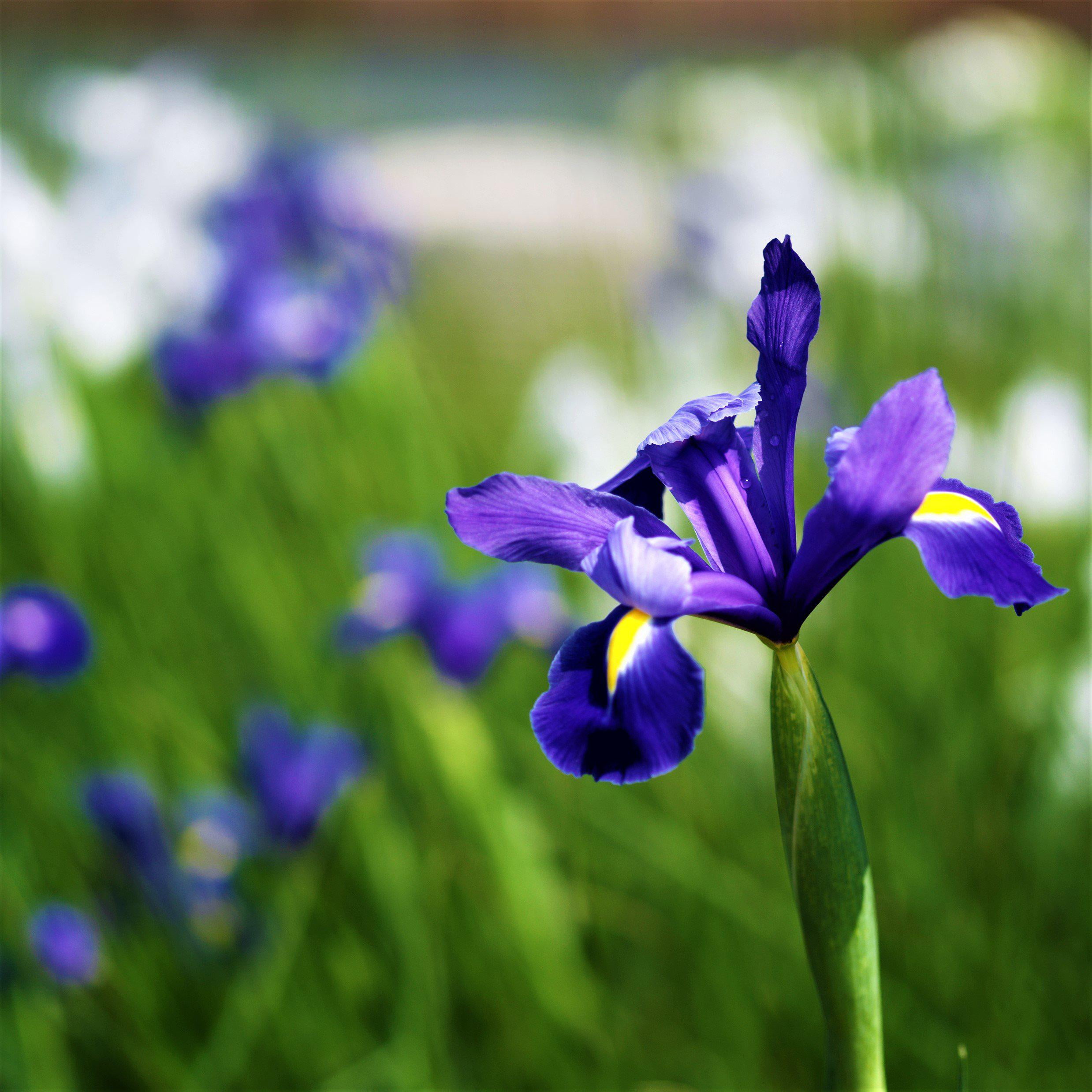 Easy to Grow Bulbs Dutch Iris Telstar