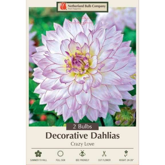 Crazy Love Semi Dinnerplate Dahlia - 2 Root Clumps