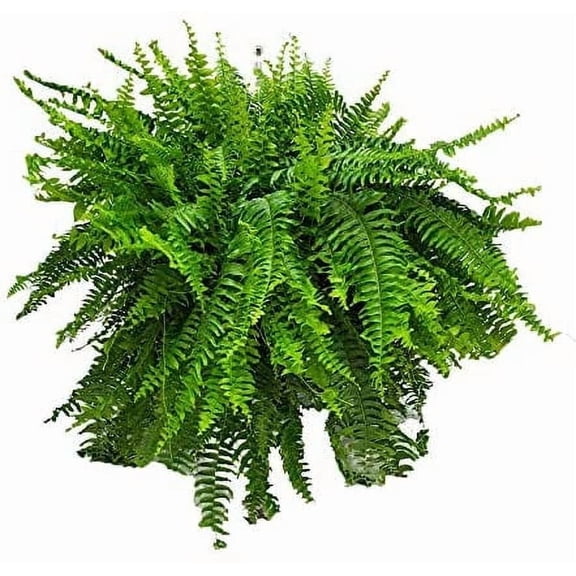 Tropical Plants of Florida 10" Boston Fern Hanging Basket 32" to 34" Wide; Bright, Indirect Sunlight, Large Hanging Plant with Metal Hanger