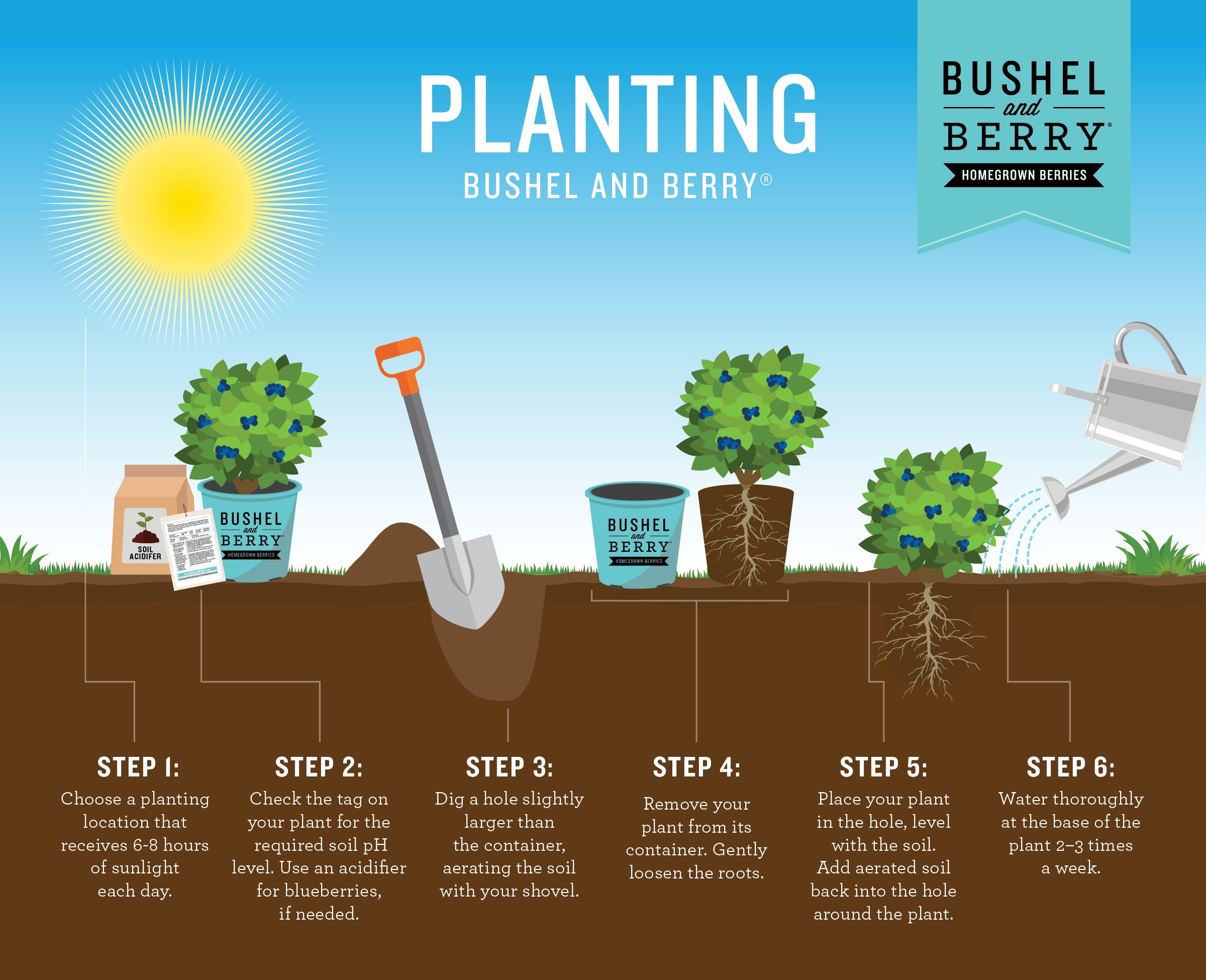 Bushel & Berry Blackberry Baby Cakes Live Shrub in 2-Gallon Grower Pot